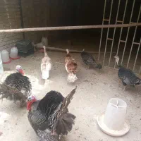 بوقلمون برنزه  ماده تخم هم میکنن