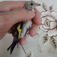 جوجه سهره