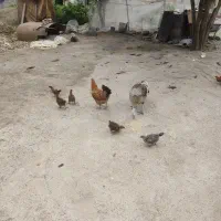 فروش مرغ مادر