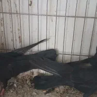 نرا ماده غلاق سوسک