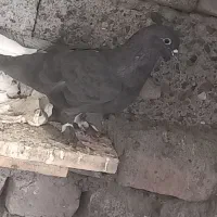 ۴تا دم سفید