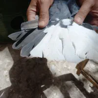 کبوتر رنگی