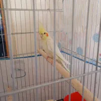 عروس|پرنده|اراک, |دیوار