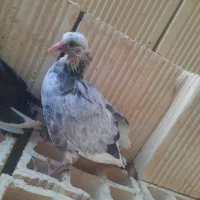 کفتر