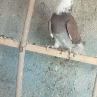 کبوتر