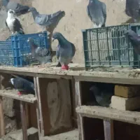 20 خورده کفتر سبز پولک