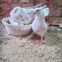کبوتر خال سرخ