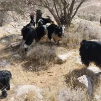گله بزی