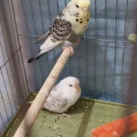 فروش مرغ عشق ماده با ۵تا جوجه