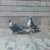 کفتر|پرنده|گناباد, |دیوار