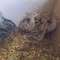 فروش جوجه بوقلمون