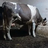 فروش گاو سیمنتال اصیل