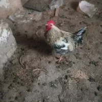 خروس محلی