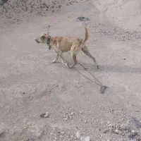 واگذاری سگ ماده