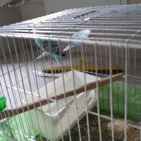 مرغ عشق|پرنده|قم, نوقطار|دیوار