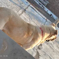 سگ سرابی