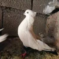 پرنده