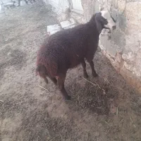 گوسفند بره نر