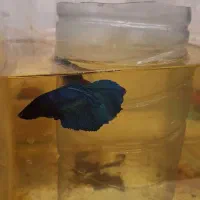 ماهی فایتر|ماهی|شیراز, شهرک فرهنگیان|دیوار