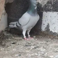 قره سبز مسافتی