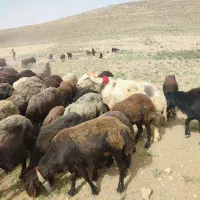 قوچ پلنگی 3سال