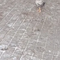 3عدد‌جوجه‌ی‌نیمچه