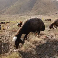 میش|حیوانات مزرعه|الیگودرز, |دیوار