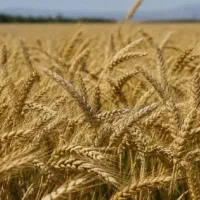 گندم معاوضه با تراکتور یا سواری