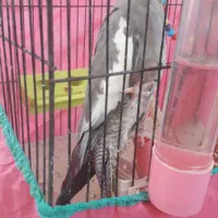 معاوضه
