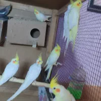 طوطی هلندی یاعروس پاریس