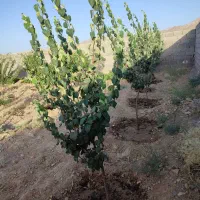 خانه باغ