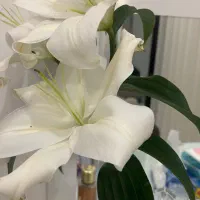 بک شاخه گل لیلیوم