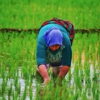 محصولات گیلانی از زمین های خودم