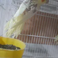 عروس هلندی تازه دونخور