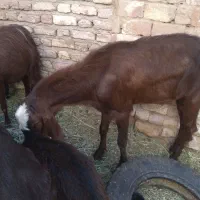 کره نر فروشی