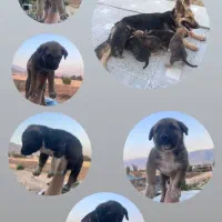 واگذاری سگ ژرمن