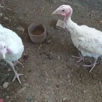 بوقلمون