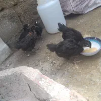 نیمچه مرغ و خروس