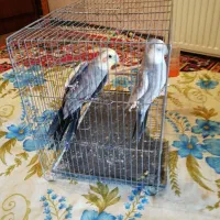 سه تا عروس همه باهم با دوتا قفس
