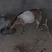 کهره جمولی نقشی اوس ۴ماه