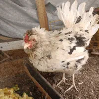 مرغ گلین تخم گذار