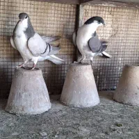 دمگیر
