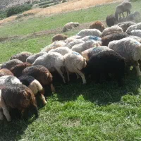 قصاب سیار. قصابی. ذبح گوسفند.گاو میش وبز.درمحل