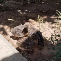 بلدرچین نژاد ژاپنی