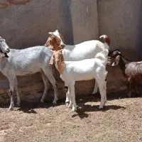 شاه بز زاییده