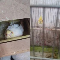 عروس هلندی