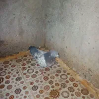کبوتر پلاکی