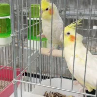 عروس هلندی و گیرینجیک