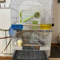 عروس هلندی جفت مولد فول دستی سخنگو با ۵ تا جوجه