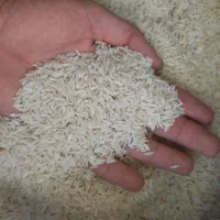 برنج هاشمی